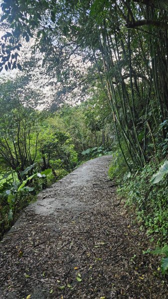 20251210萬里加投山-芎蕉坪古道-北八斗山東南峰-北八斗山-夏綠蒂山-神主嶺-陳明故居2958714