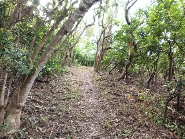 貢寮區龍洞稜(和美山)+北勢山稜線O型2958430