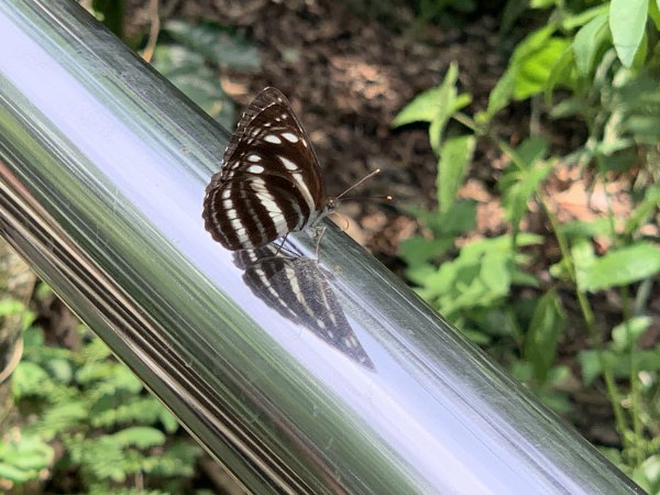 20240608高雄北旗尾南山-北旗尾山-旗尾山2523591