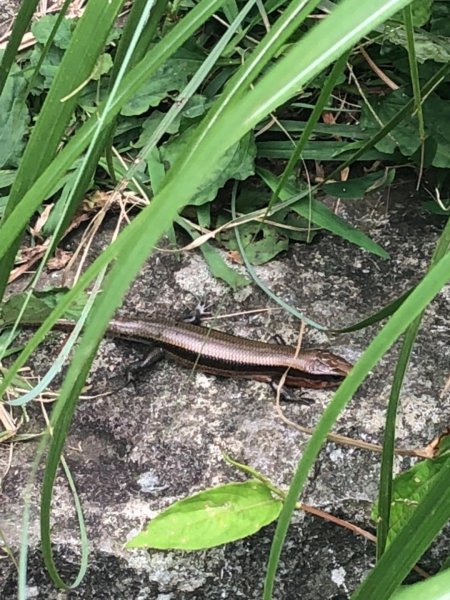 大屯主峰南峰20190727637360