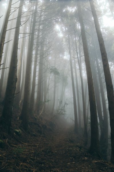 【樂山林道】鐵道遺跡、尤命神木、鹿坑山1650799