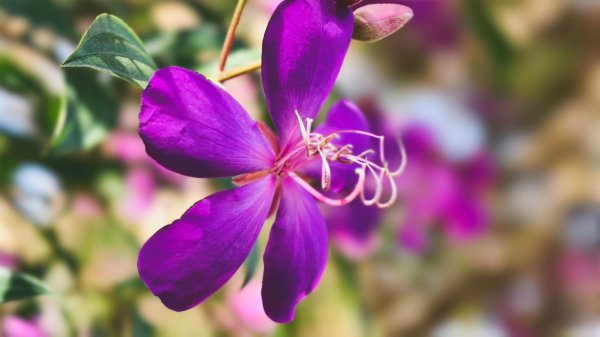 【蛇年走春】高雄桃源 • 世外桃源2700227