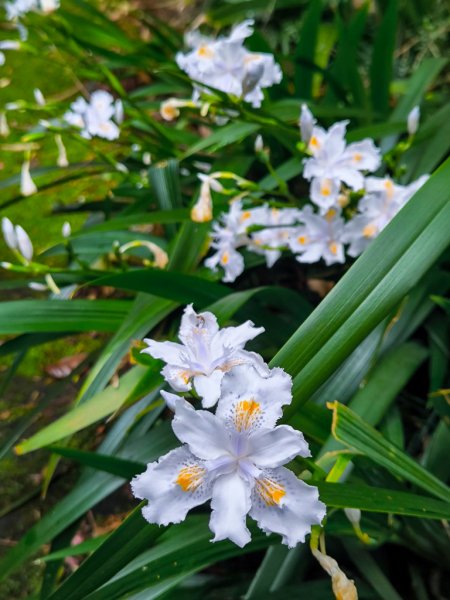 2025-03-08 汶水三山：金童山、汶水山、玉女山 連走2736568