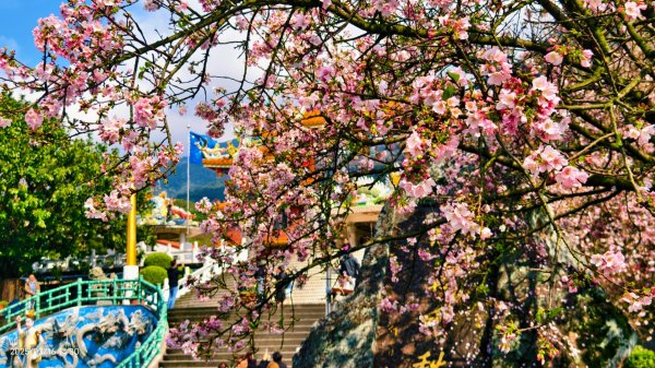 #綠繡眼 訪花 #吉野櫻 #天元宮 #楓樹湖 03162736717