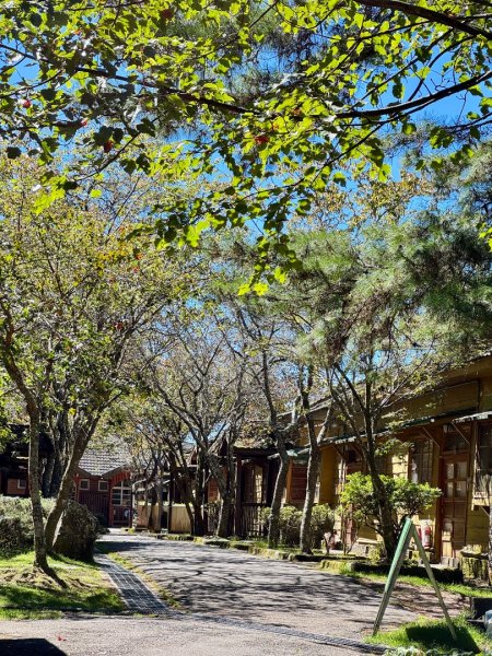 漫遊大雪山森林 訪尋雪山大小神木 快閃天池2922770