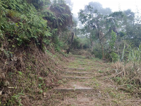 竹子尖山(小百岳#67)：梅龍步道、山稜線步道、觀音步道、階梯步道1377535