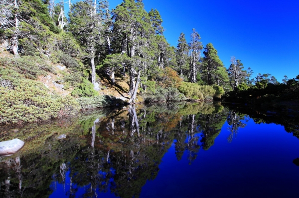 雪山下翠池賞巒大花楸23269