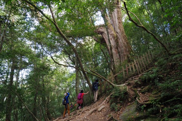 【新竹】尖石，鎮西堡神木群