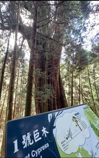觀霧-檜山巨木群步道2925581