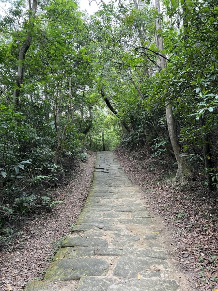 20230514-臺北大縱走第五段之巧遇藍鵲（碧山巖→劍潭捷運站）2150879