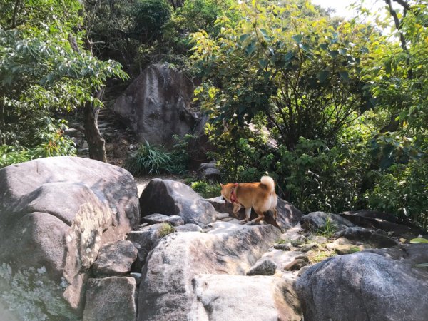 金面山步道1071825