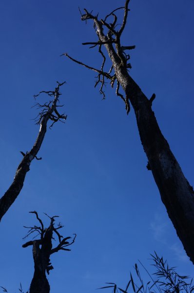 無與倫比的臺灣鐵杉與雲海～北大武山1125123