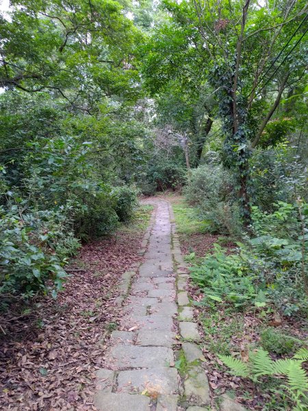 大溪齋明寺古道828749