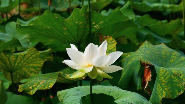 珊瑚花3066568
