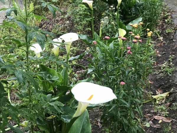110年4月25日雲林  雲嶺之丘 五元二角 木馬古道1456555