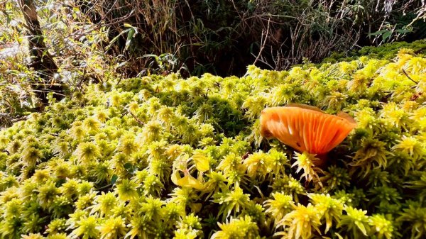 🌈11/29(六)-30(日)空靈系秘境~太平山-三星山(小百岳)⛰️+三星池~🌈2952246