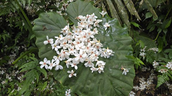 今年最美賞桐花秘境，瑪西賞桐步道，基隆七堵富民親水公園對岸。瑪陵坑溪秘境，台版亞馬遜雨林，苓蘭生態公2782126