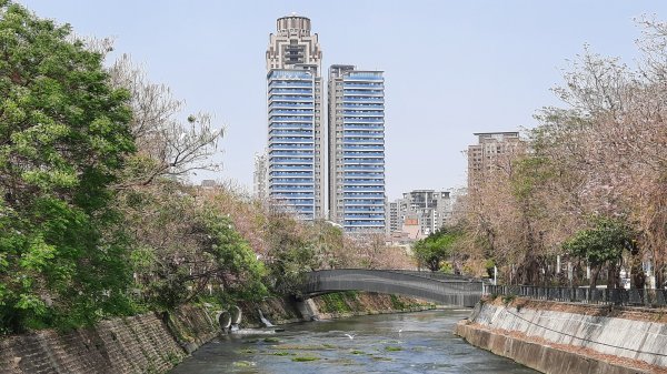 《台中》苦楝樹王｜潮洋溪惠來溪步道生態之旅202303-042124106