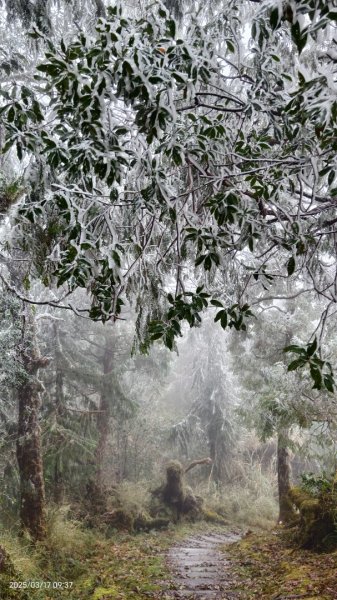 #望洋山 #太平山觀雲步道 #霧淞 #雲海 #帝雉 3/172737661