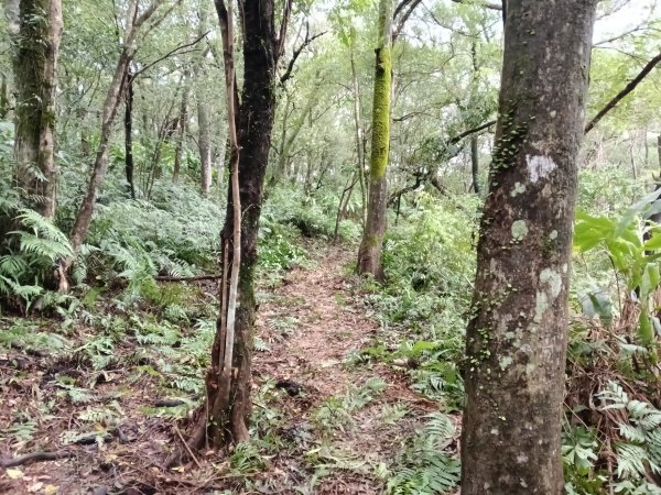 雙溪區艋舺崙古道+新路尾山+大竹林山出雙溪車站2998646