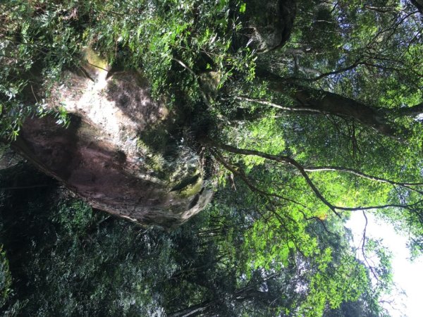 內鳥嘴山（山毛櫸、北得拉曼神木2648197