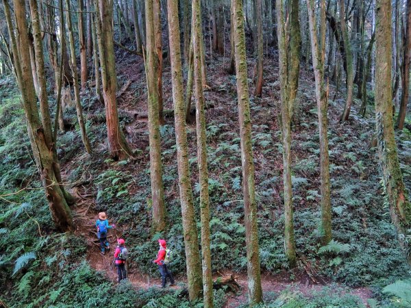 金柑樹山-嶺頭山-忘憂森林 P型連走1218944