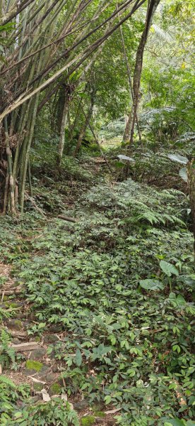 2026-0313 烘爐地步道-南勢角山-紫竹寺3015903