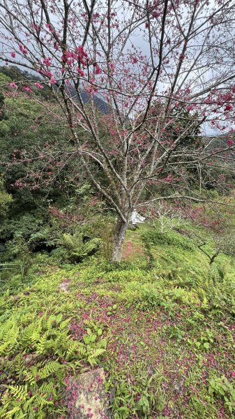 20260204小百岳初音山2994901