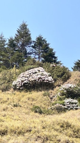 合歡東峰、小奇萊賞玉山杜鵑2542842