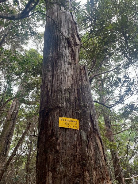 新北 塔曼山2832088