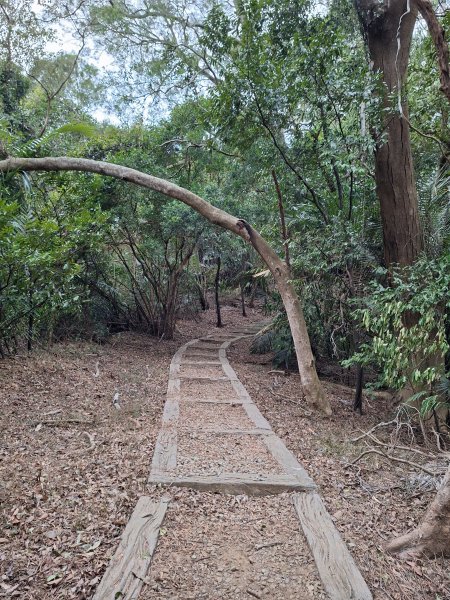 文林古道(鄧雨賢公園起登)202401222696175