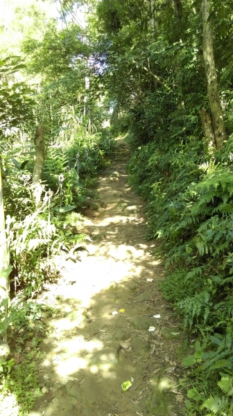 鳶山-福德坑山 105.06.2450364