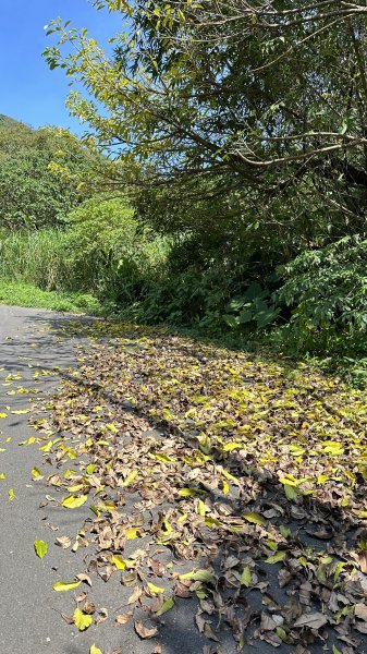 夏日避暑古道→坪頂古圳．坪頂新圳．登峰圳.大崎頭O型2285690