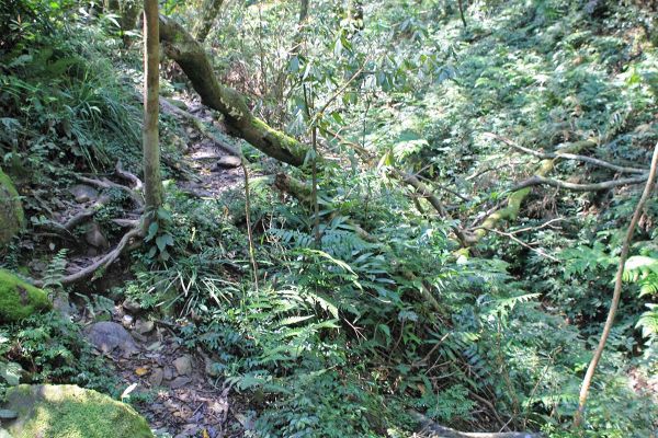 拔刀爾山...美鹿山南峰原路來回185359