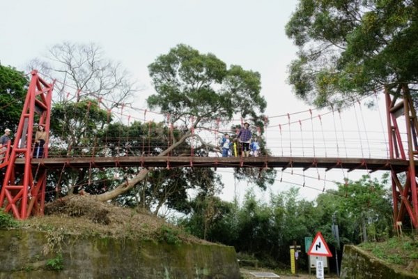 老崎步道桐花落937620