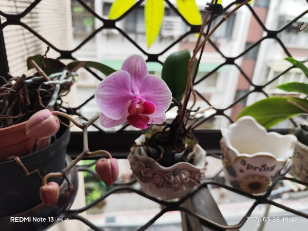 大直美麗華百樂園、內湖路一段737巷廟會遶境、萬里和金山風光3031473