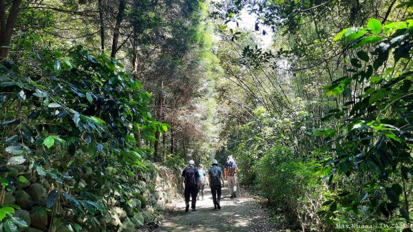 《台中》虎頭蜂巢｜大坑5號登頭嵙山黑松亭（聖普宮）202508092855068