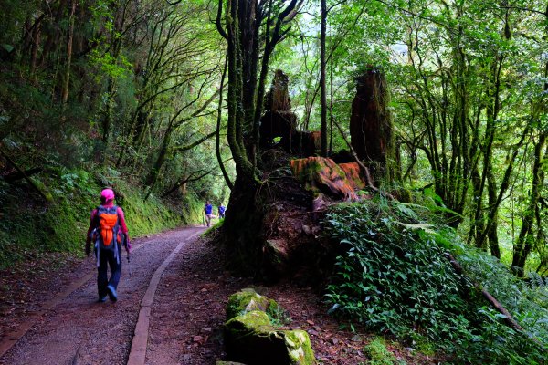 迷霧幽幽~特富野古道691935