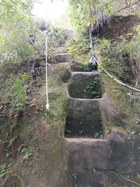 平溪區慈恩嶺+慈母峰探找艷紅鹿子百合花影2870243