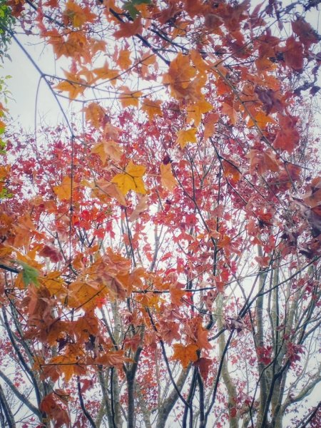 1140101元旦爬山趣2680859