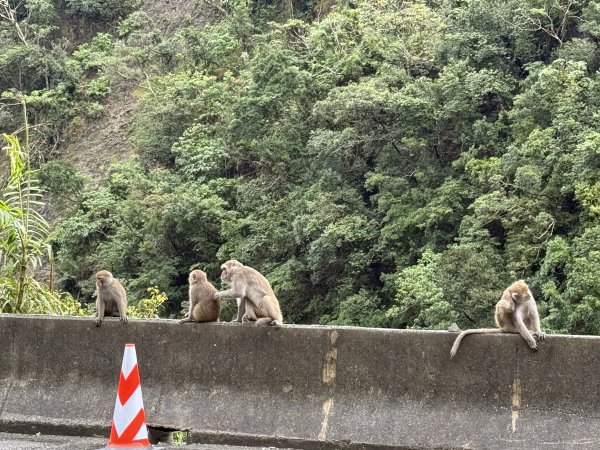登仙橋賞猴2704785