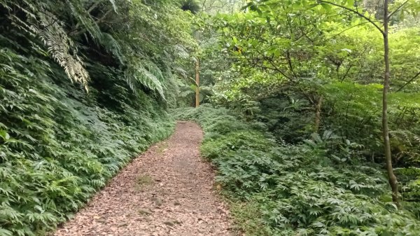 文山區草湳大榕樹-貓空圓山東北峰-貓空圓山-次格中繼站-貓空尖-二格山步道-草湳大榕樹3130184