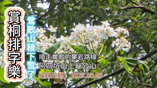 「光明山稜賞桐雪」紀實,風一吹果然飄雪了,浪漫的五月雪,順走鶯歌的攀岩路線,阿四坑山上龜公山