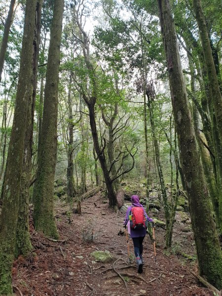 20200315 迷霧森林-馬崙山883831