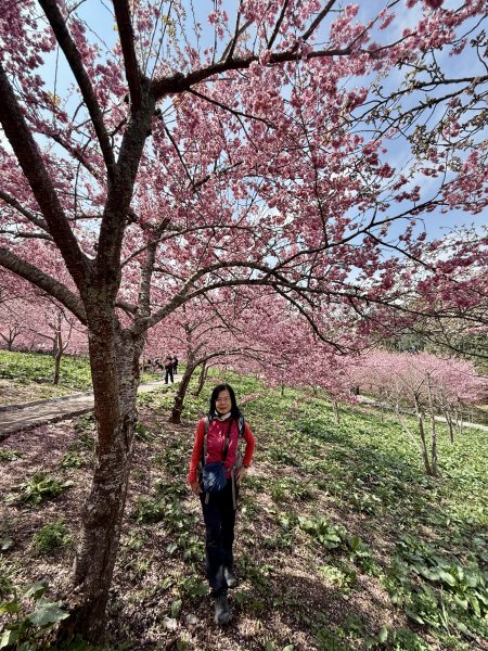 福壽山千櫻園2729956