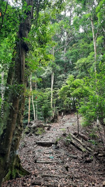 《台中》優美稜線｜橫嶺山自然步道（大雪山社區南登山口）202505312800210