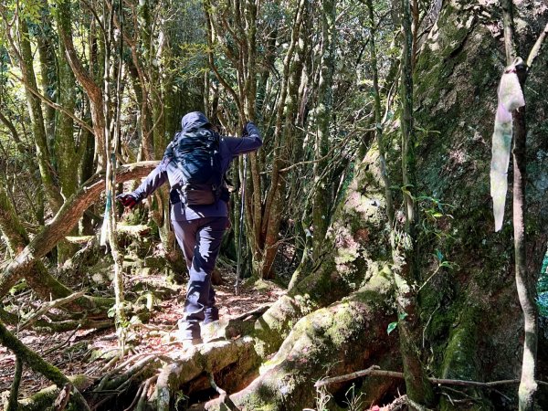 船型山環走大雪山210林道2978053