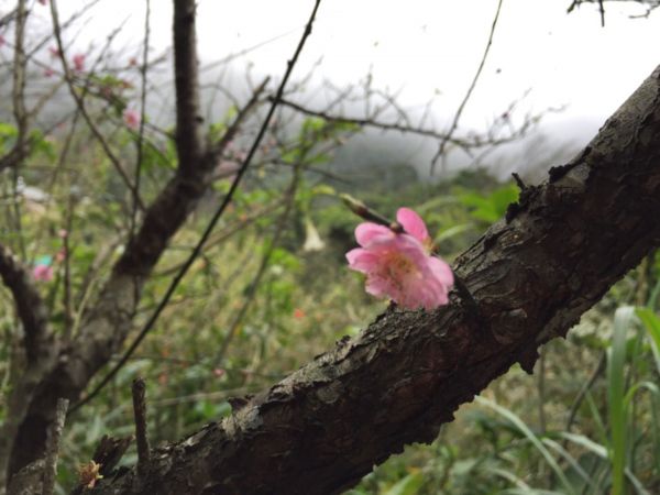 滿山滿谷的木蓮、山櫻花（樟樹湖古道）270214