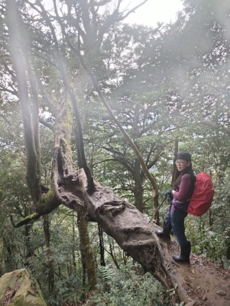 1101113 北得拉曼神木，內鳥嘴山毛櫸饗宴1515599