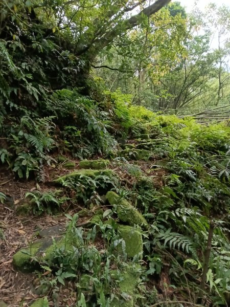 瑞芳區後凹古道+金字碑古道+三貂嶺山+三貂大崙O型2761686
